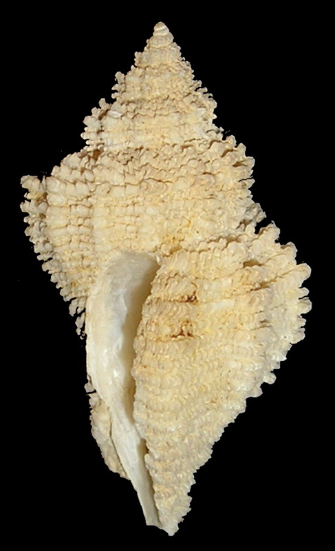 Coralliophila basileus